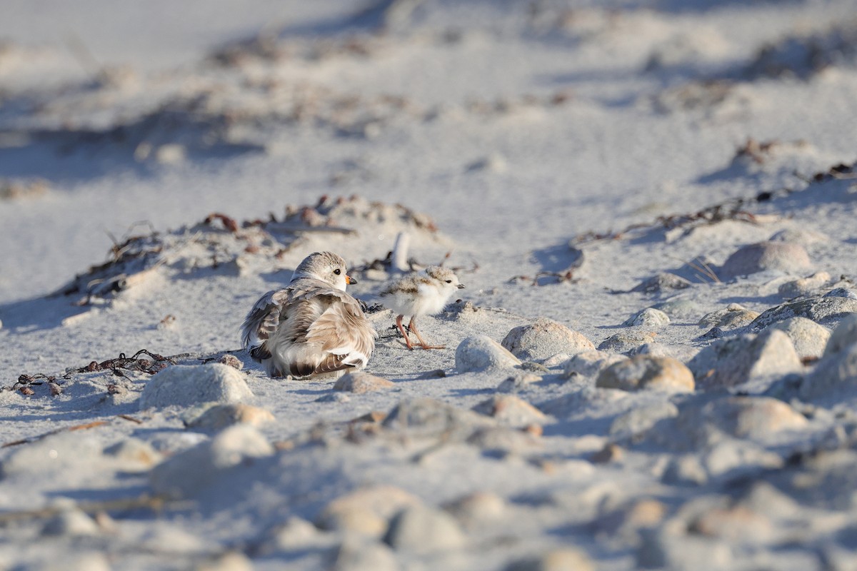 Piping Plover - ML620466755