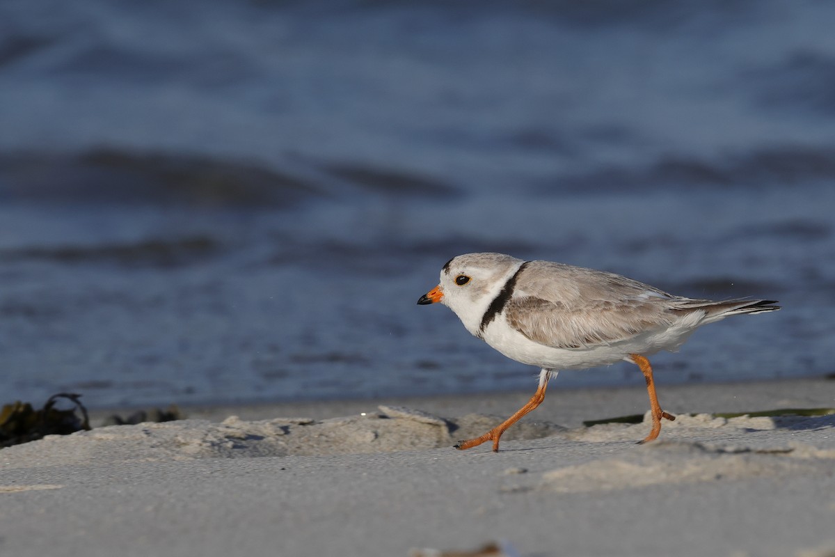 Piping Plover - ML620466756