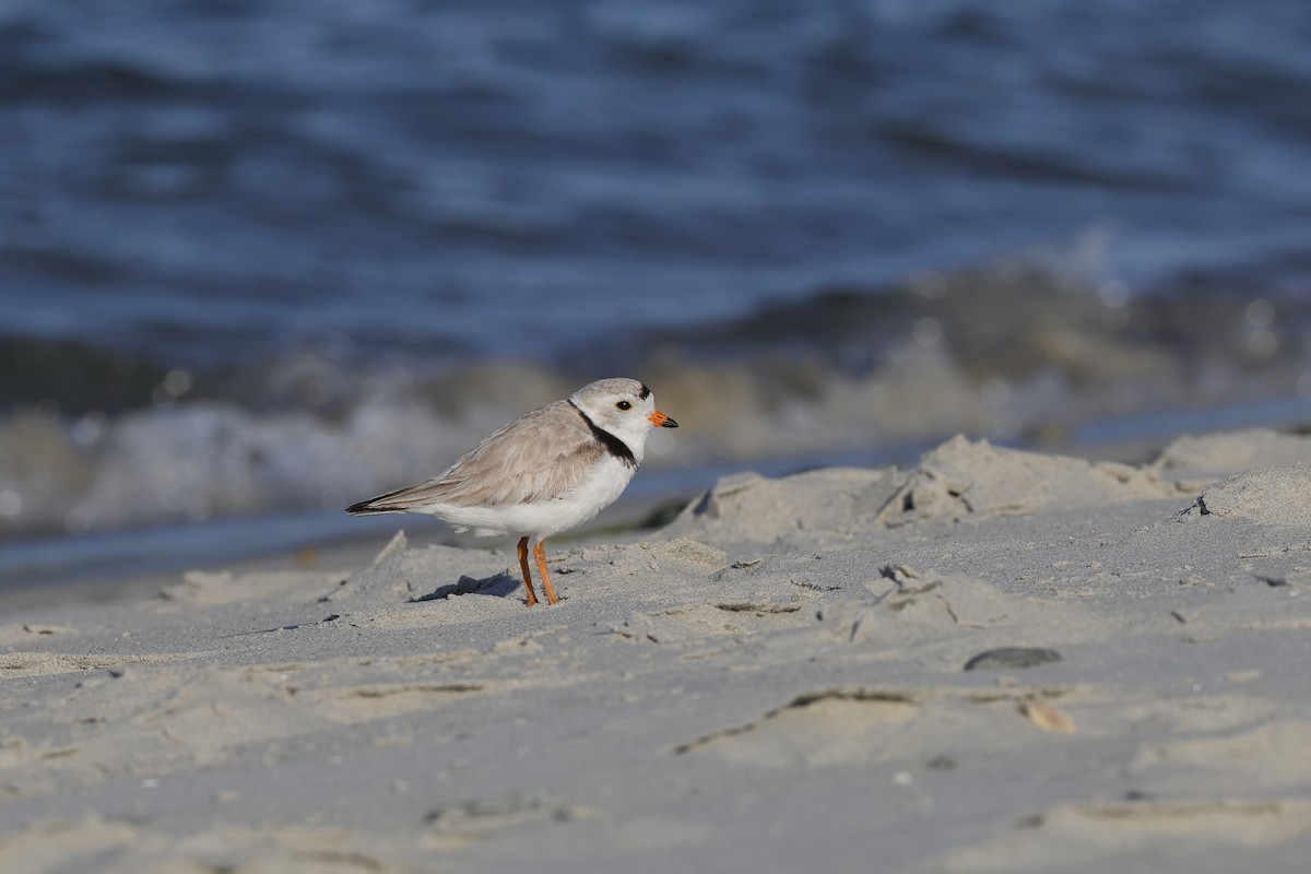 Piping Plover - ML620466757