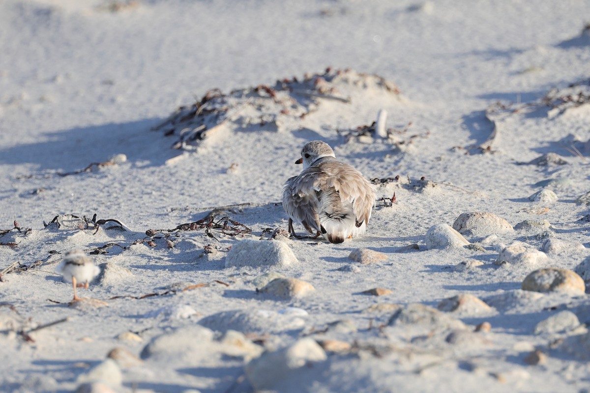 Piping Plover - ML620466758