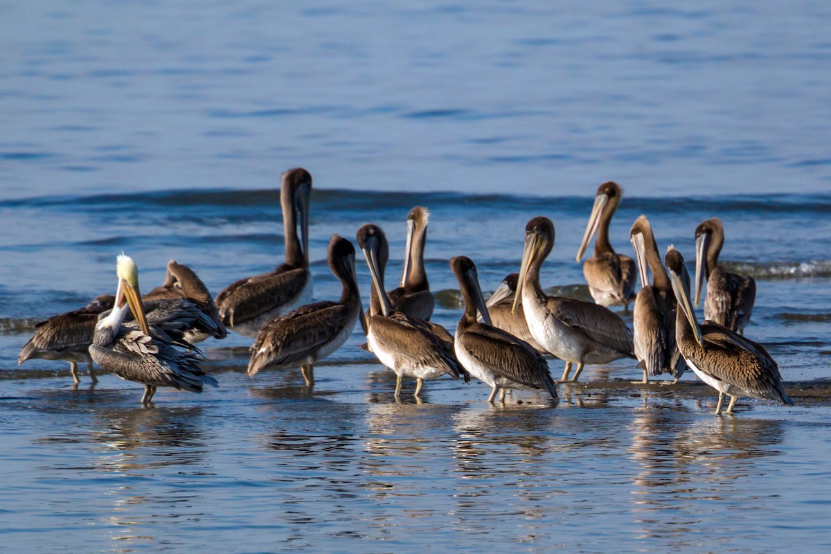 Brown Pelican - ML620466759