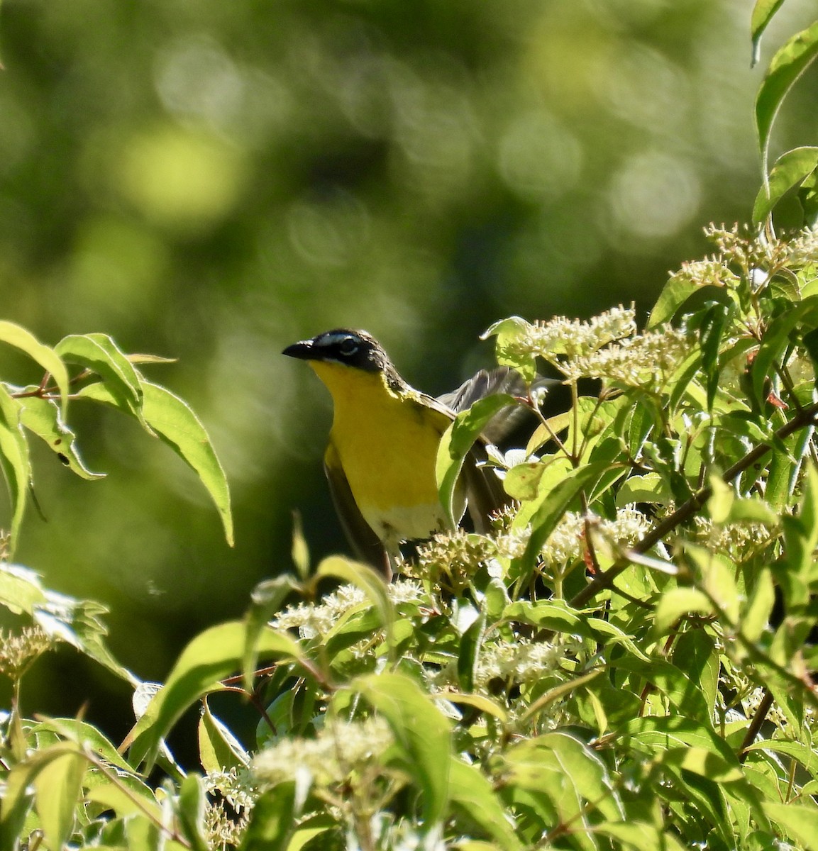 Yellow-breasted Chat - ML620466761