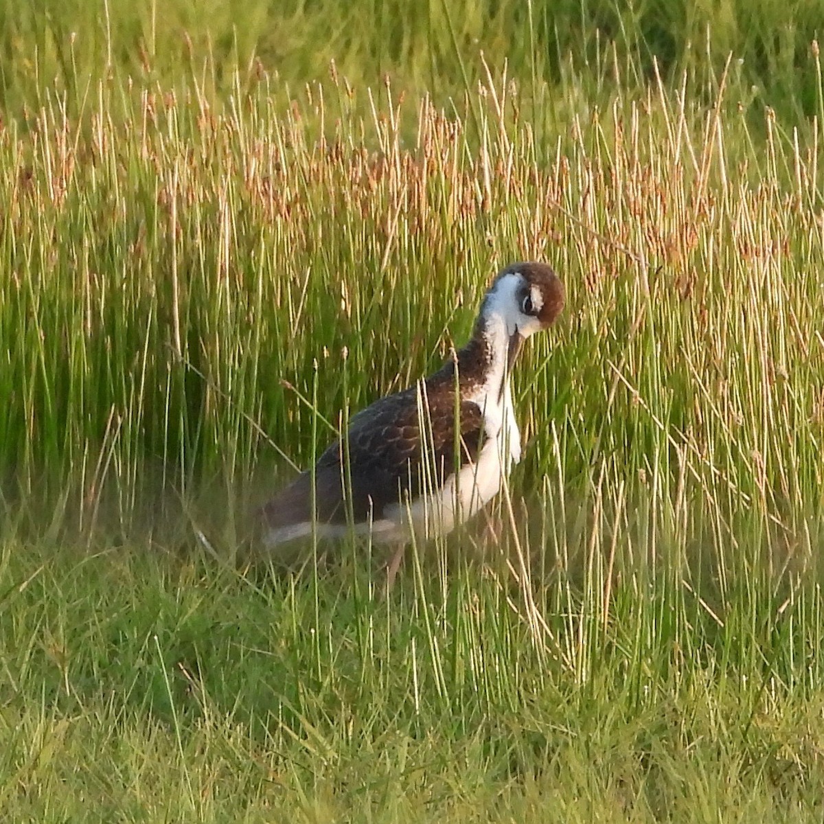 Black-necked Stilt - ML620466764