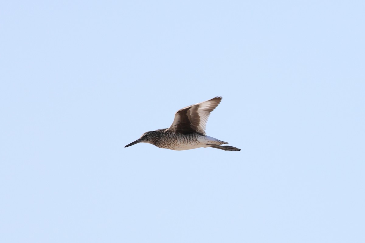 Willet - ML620466767