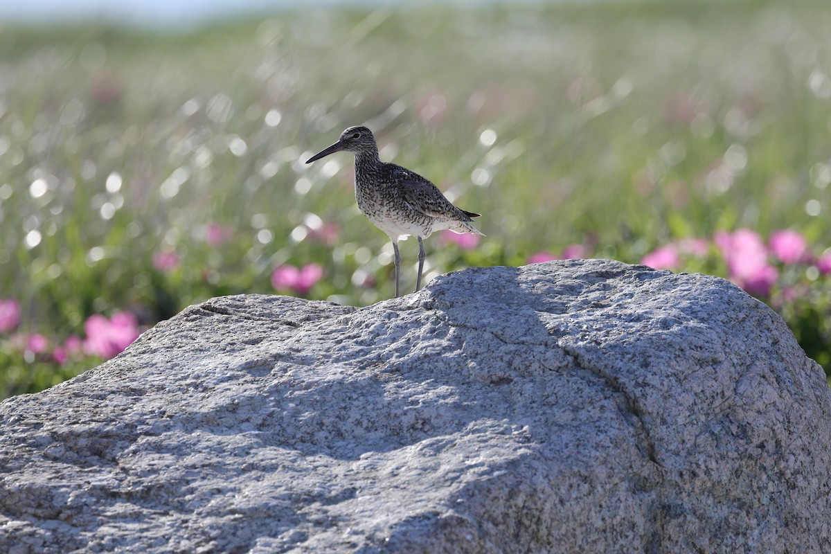 Willet - ML620466769