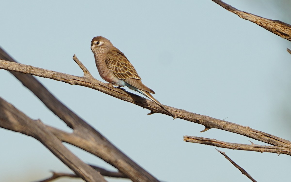 Bourke's Parrot - ML620466770