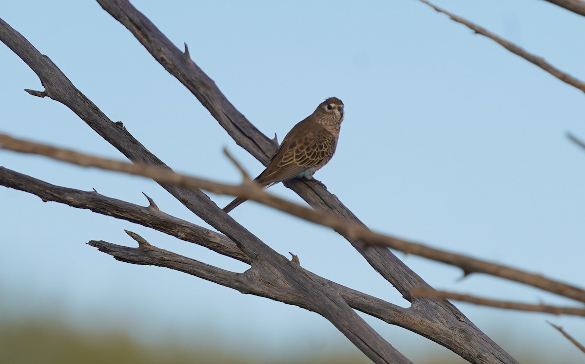 Bourke's Parrot - ML620466771