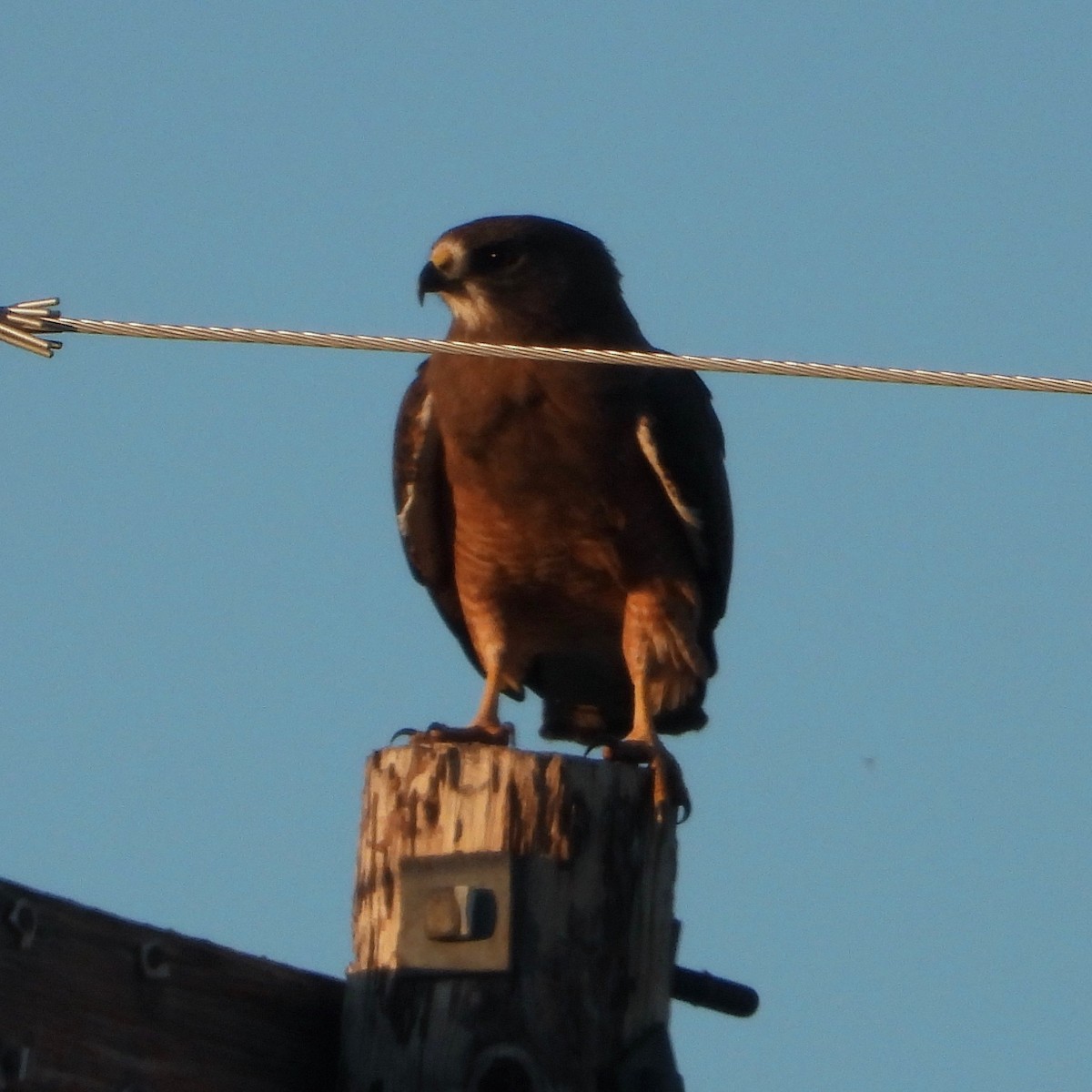 Swainson's Hawk - ML620466772