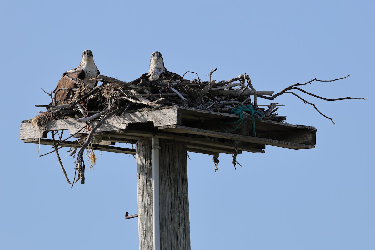 Osprey - ML620466774