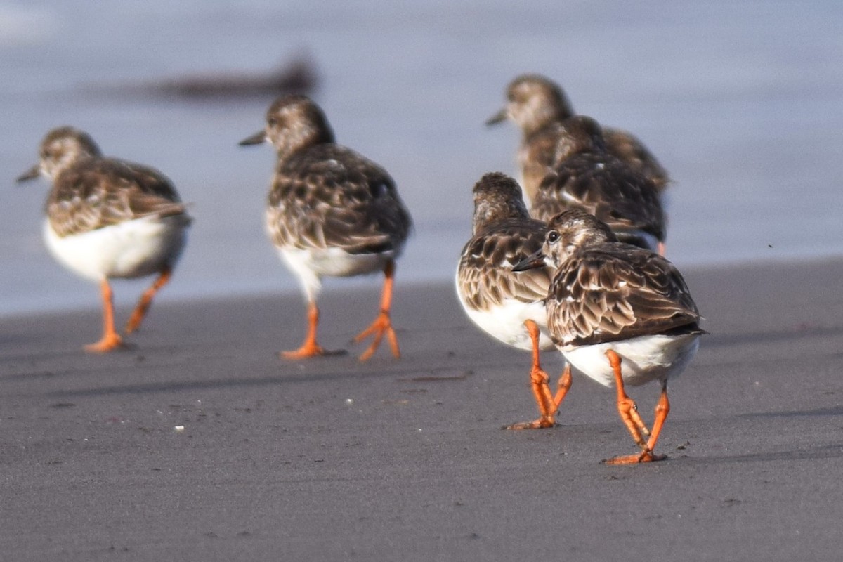 Ruddy Turnstone - ML620466778