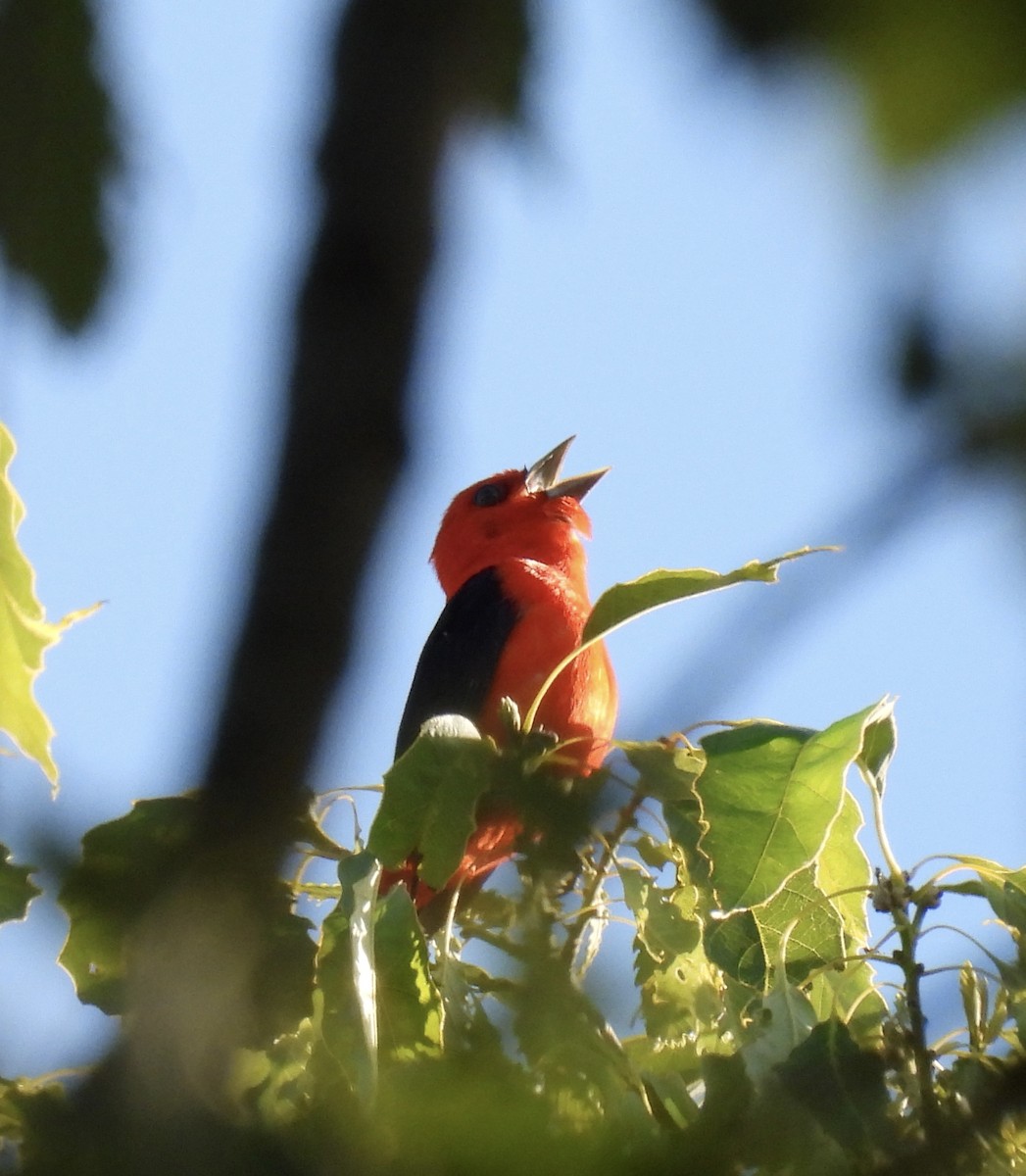 Scarlet Tanager - ML620466780