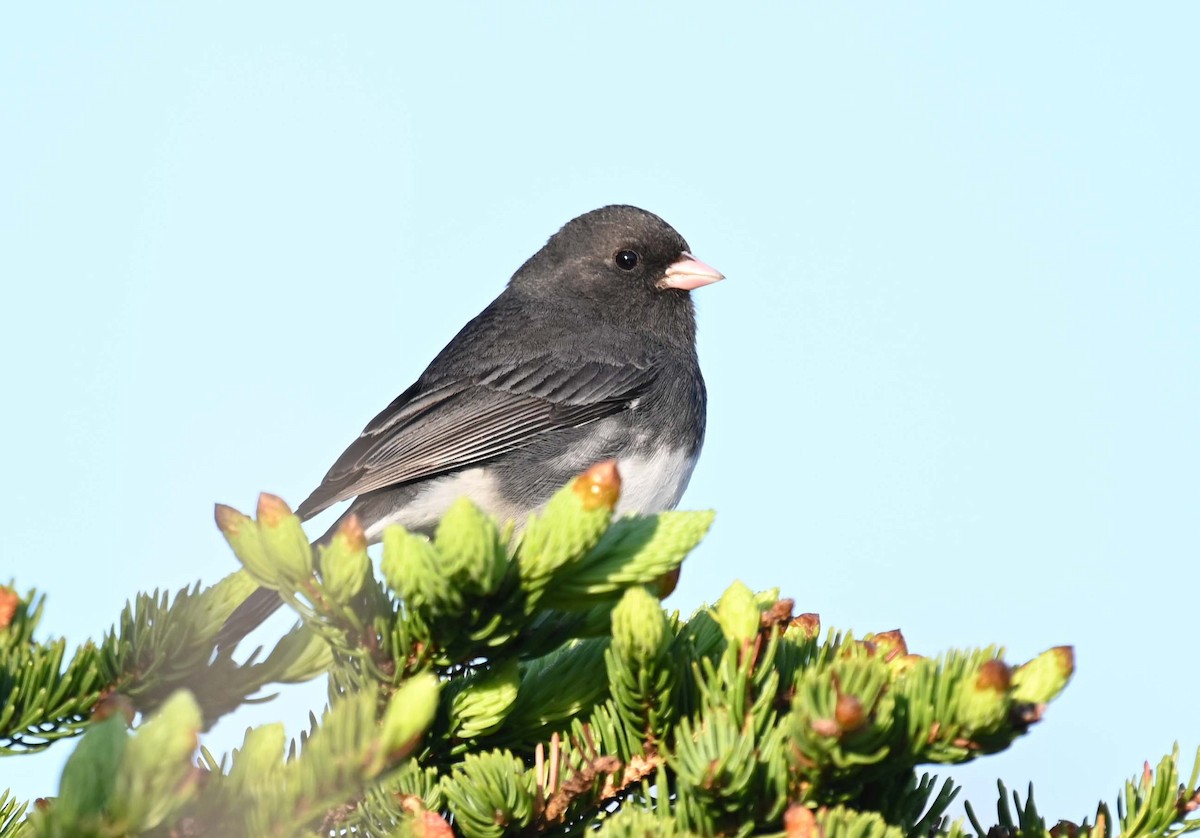 Junco Ojioscuro (hyemalis/carolinensis) - ML620466785