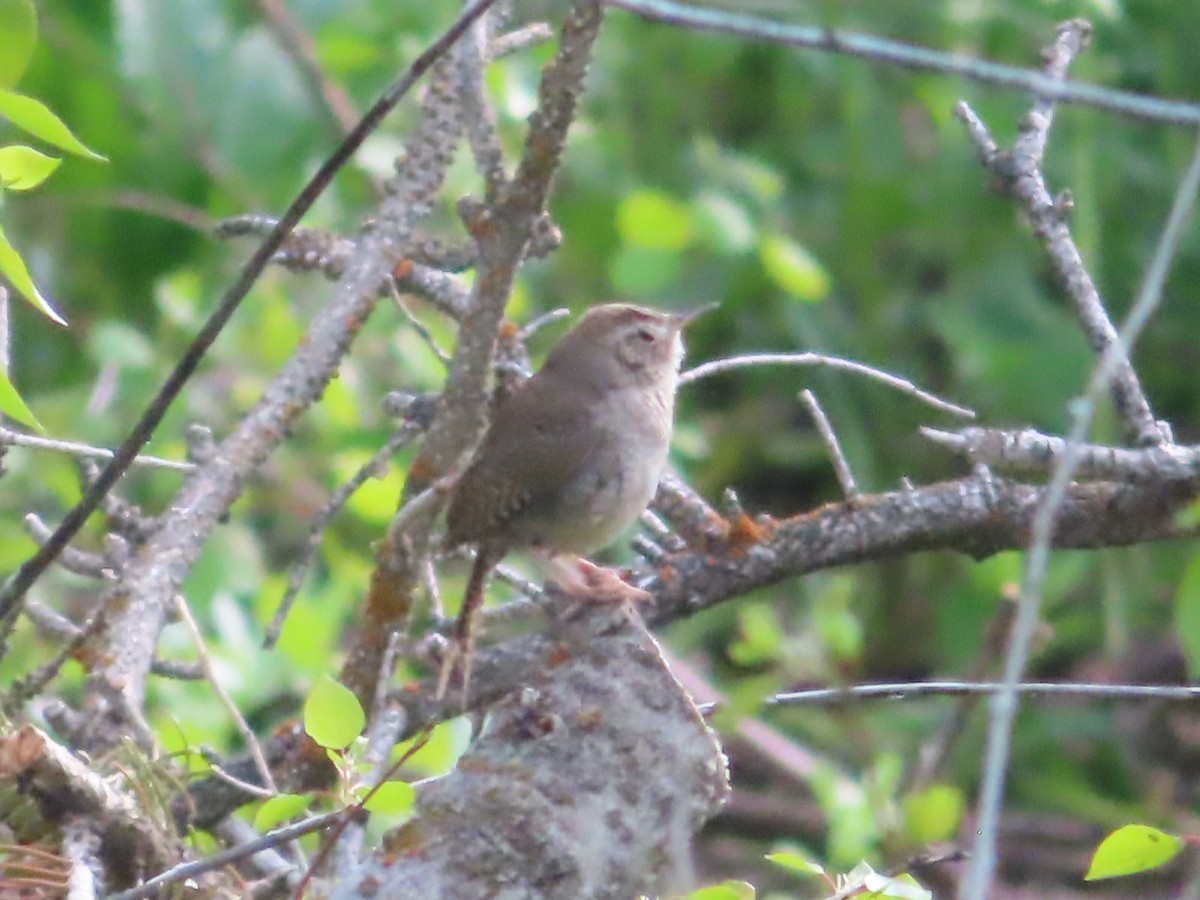 House Wren - ML620466787