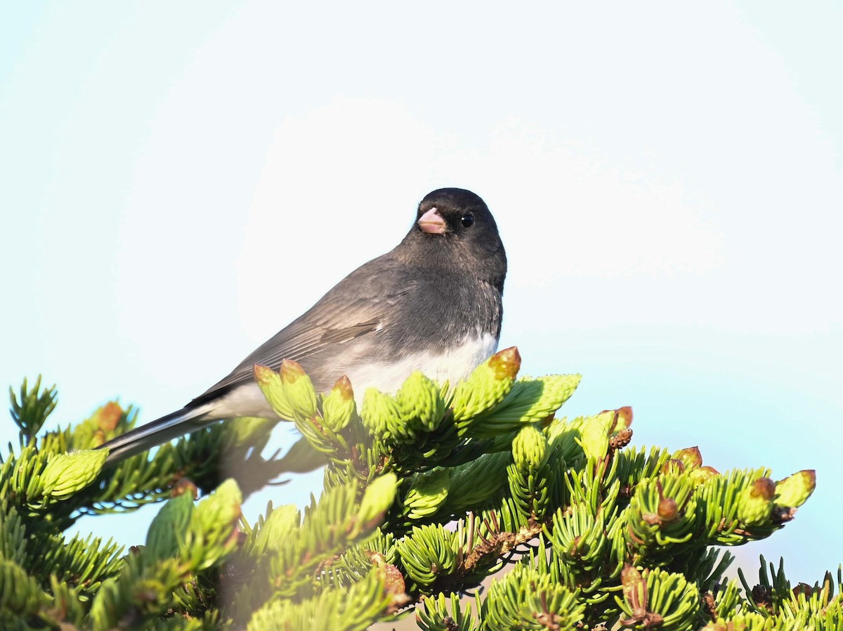 Kara Gözlü Junko (hyemalis/carolinensis) - ML620466788