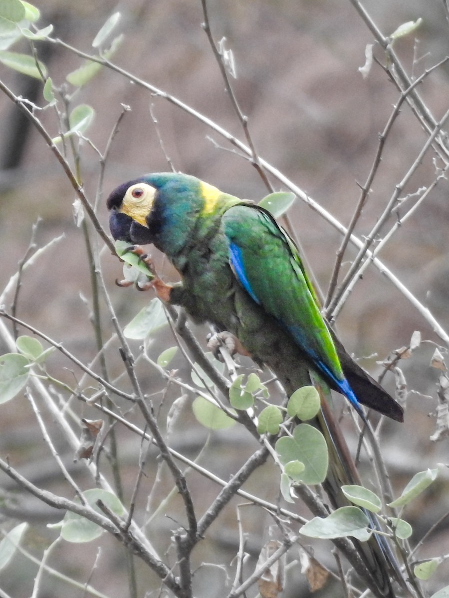 Yellow-collared Macaw - ML620466791