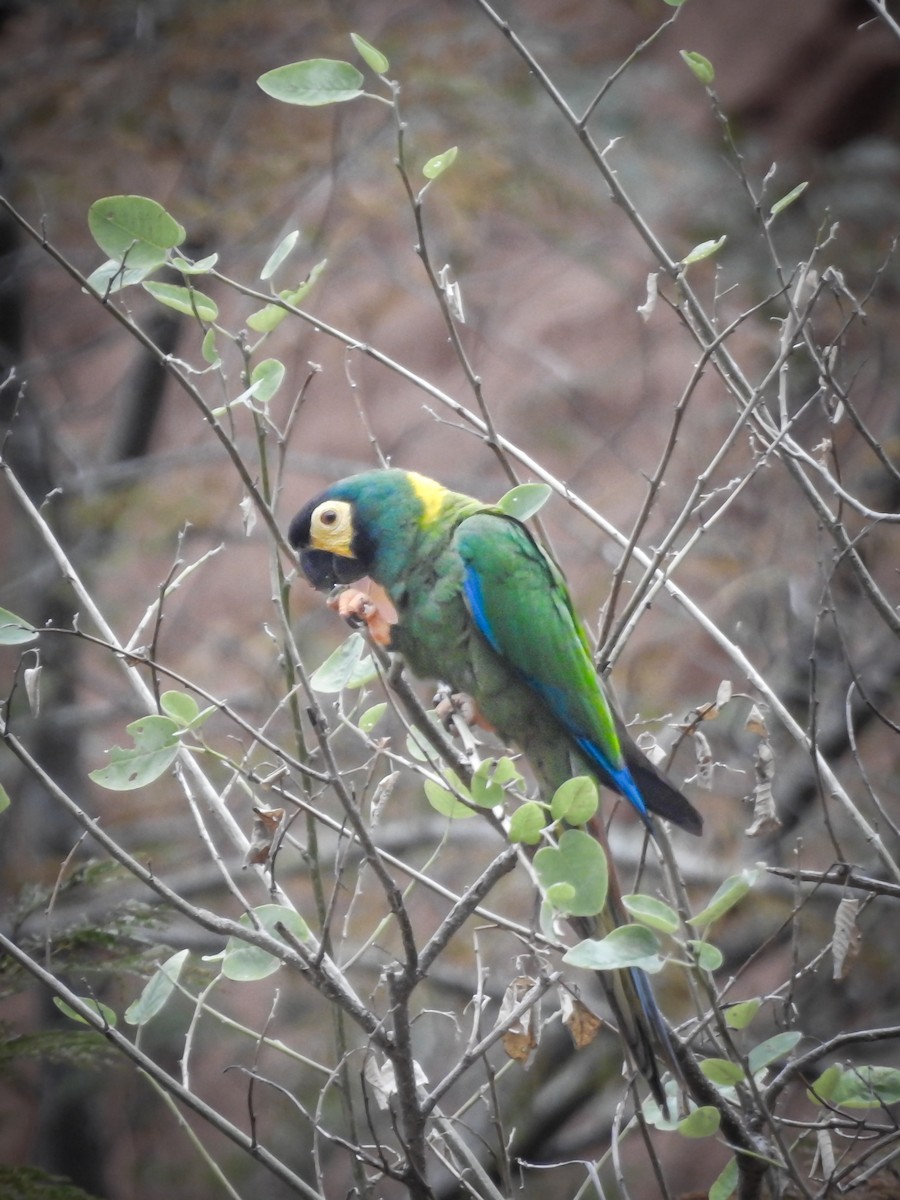 Yellow-collared Macaw - ML620466792