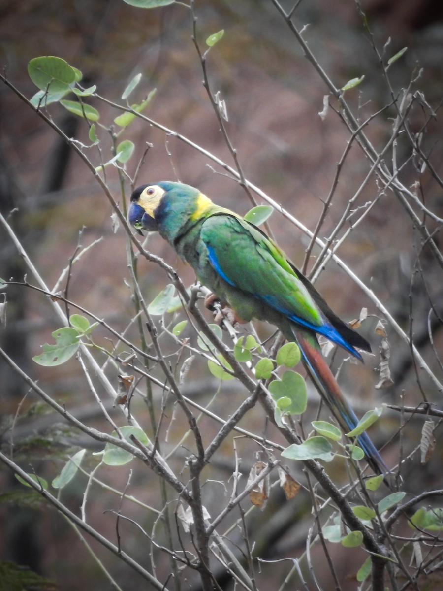 Yellow-collared Macaw - ML620466794