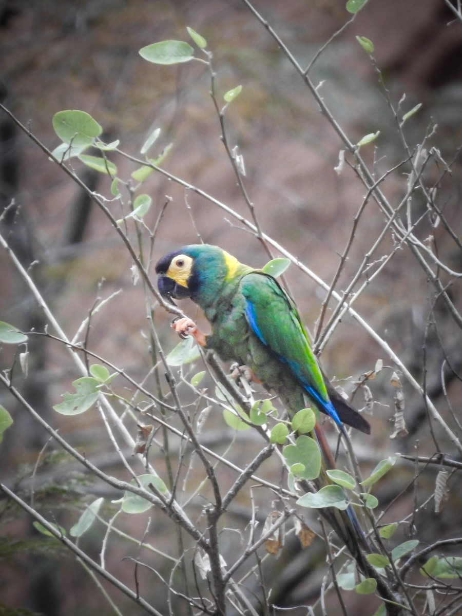 Yellow-collared Macaw - ML620466795