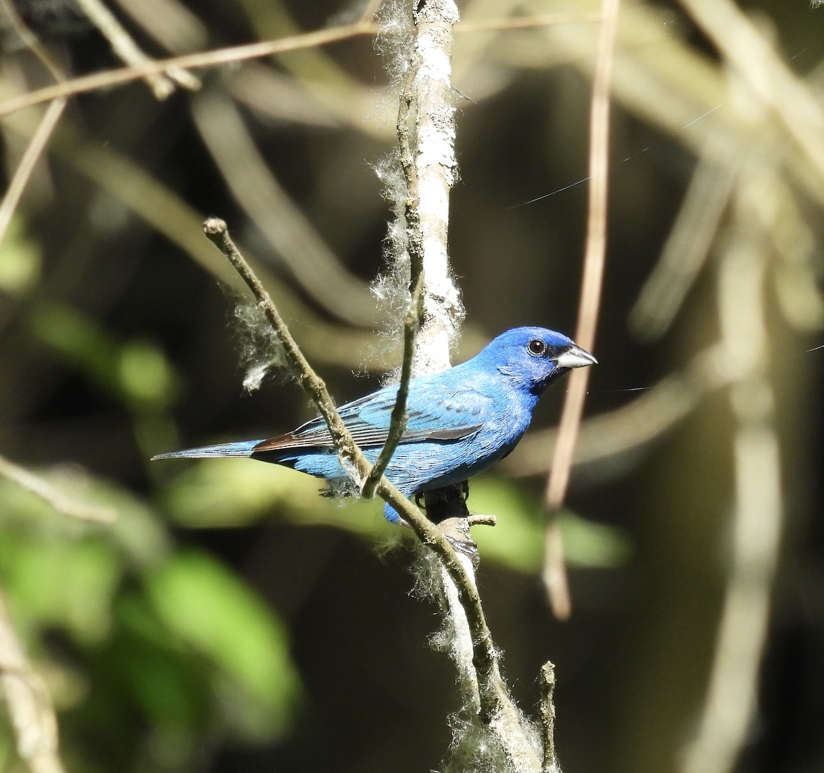 Indigo Bunting - ML620466796