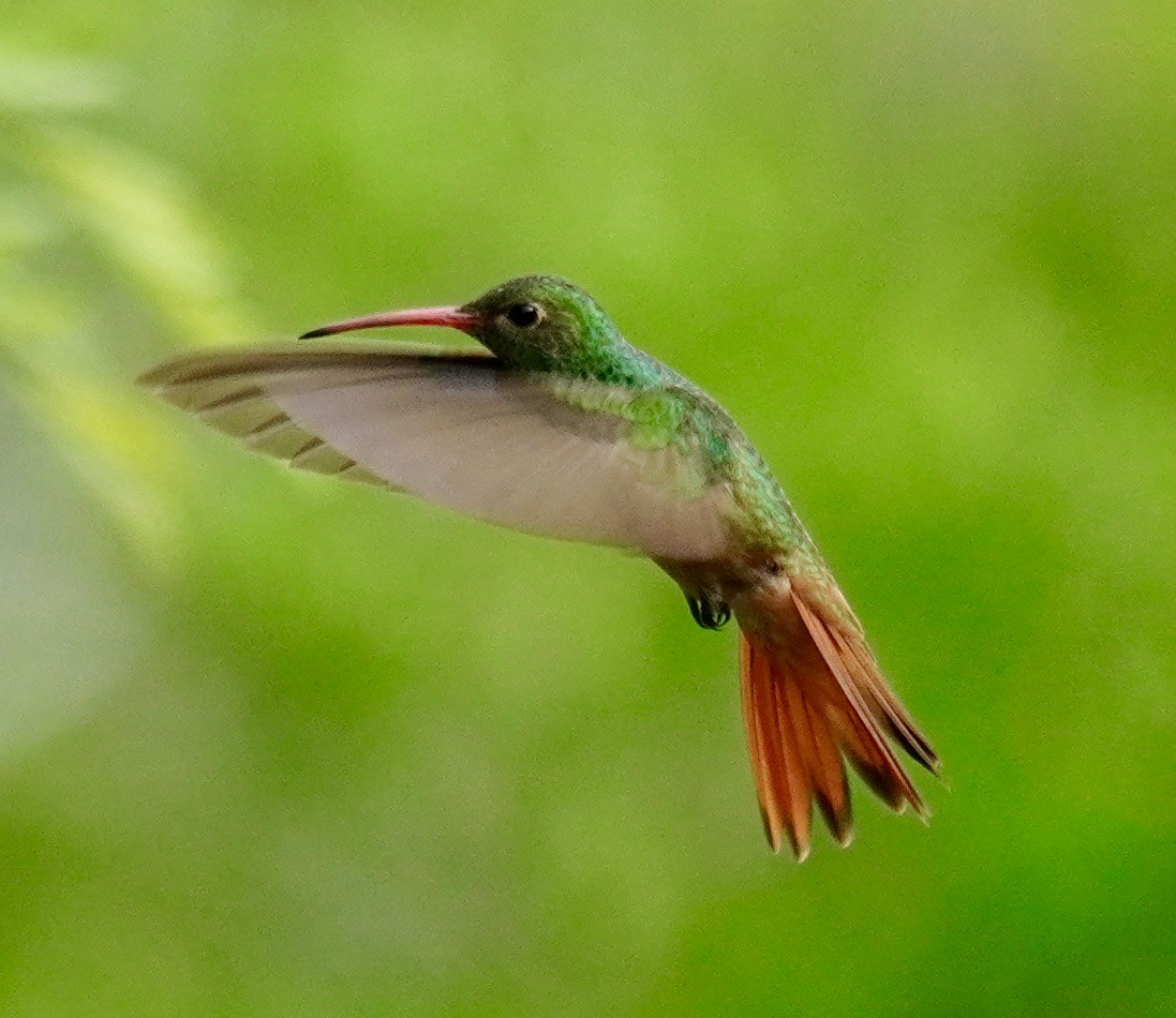 Buff-bellied Hummingbird - ML620466816