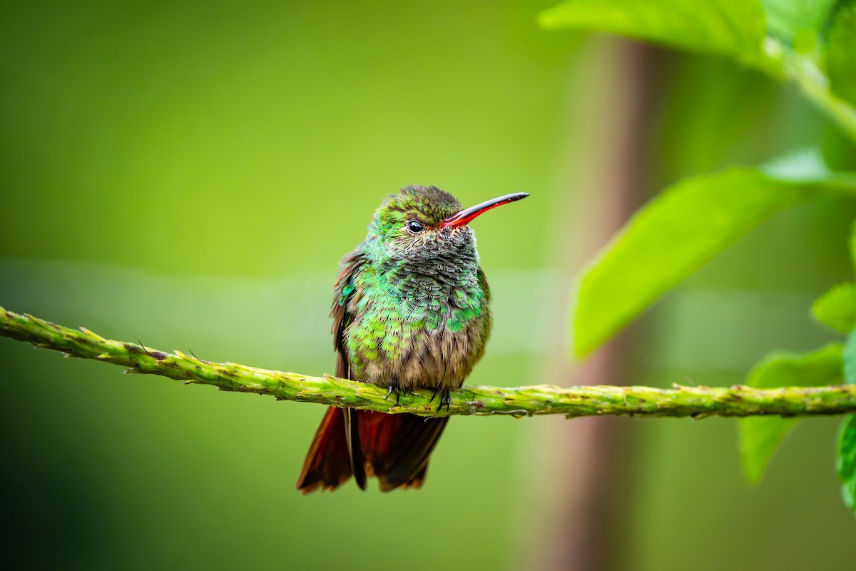 Rufous-tailed Hummingbird - ML620466821