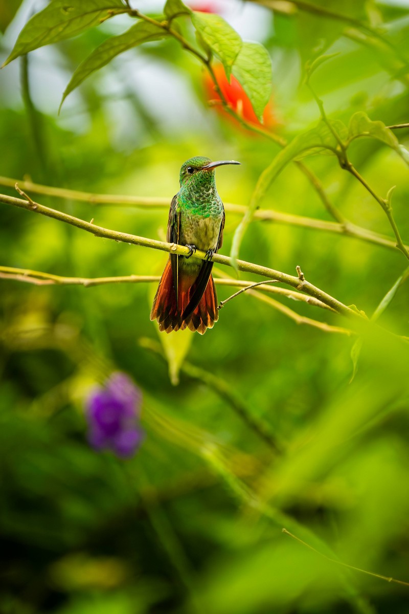 Rufous-tailed Hummingbird - ML620466822