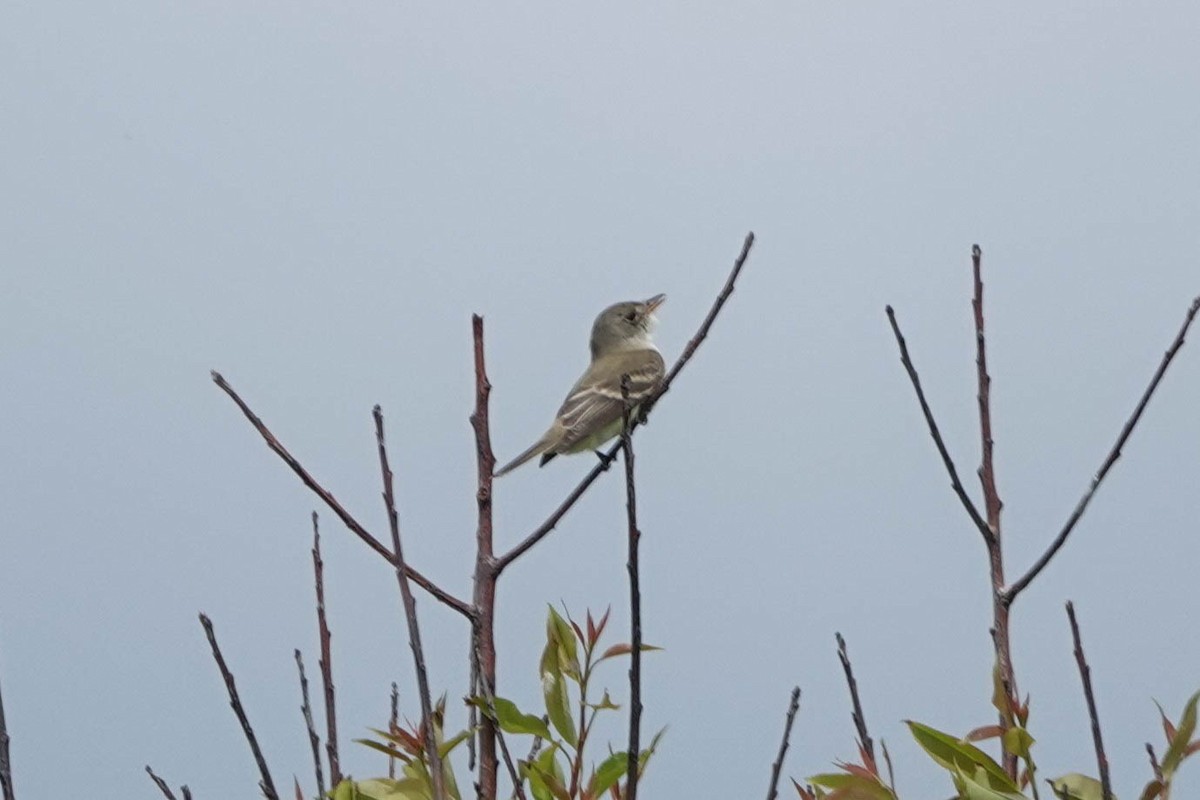 Willow Flycatcher - ML620466823