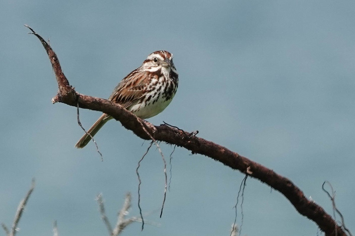 Song Sparrow - ML620466833