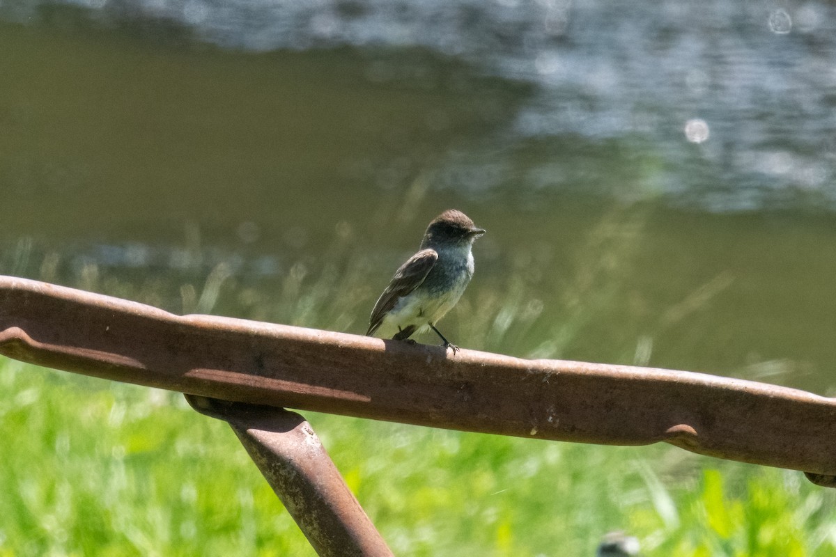 Eastern Phoebe - ML620466838