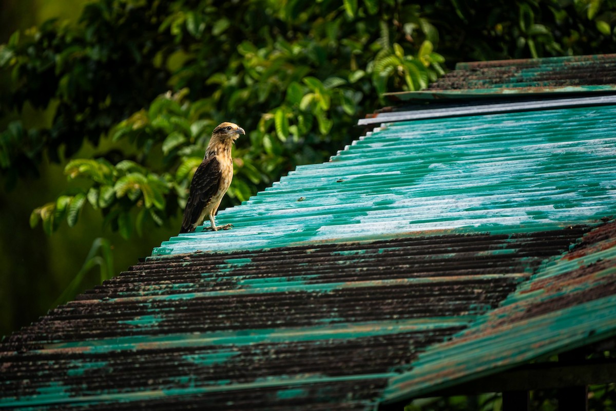 Yellow-headed Caracara - Gabriel Padilla Rivera