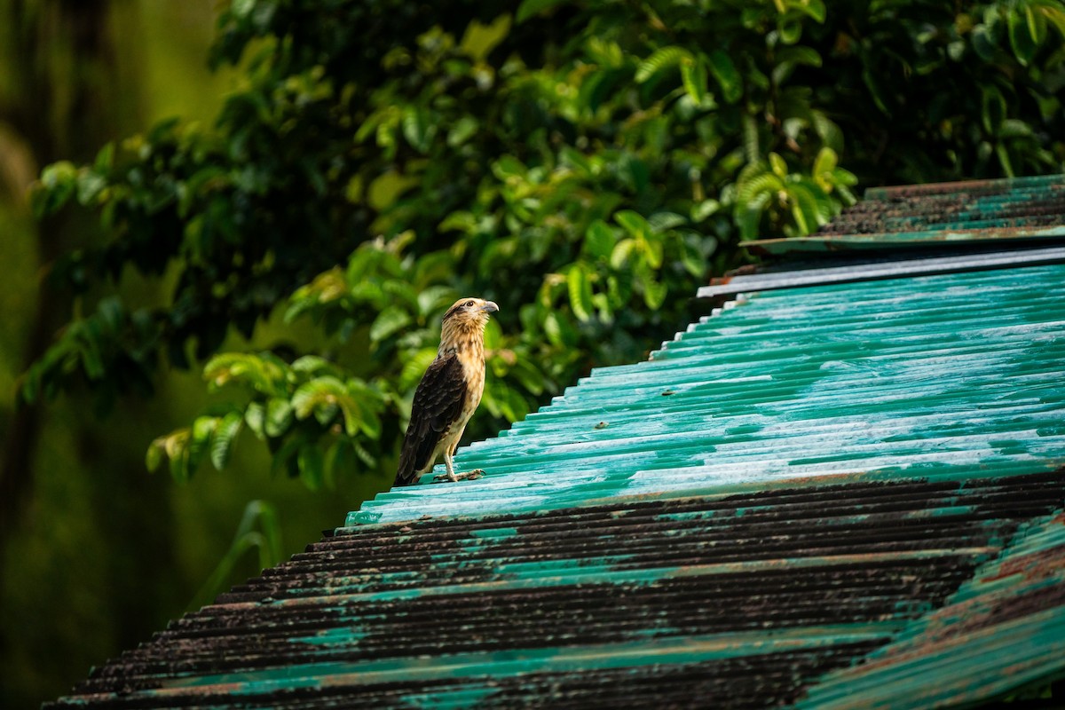 Yellow-headed Caracara - ML620466841