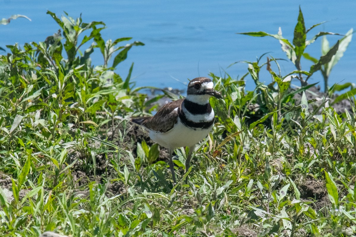 Killdeer - ML620466843