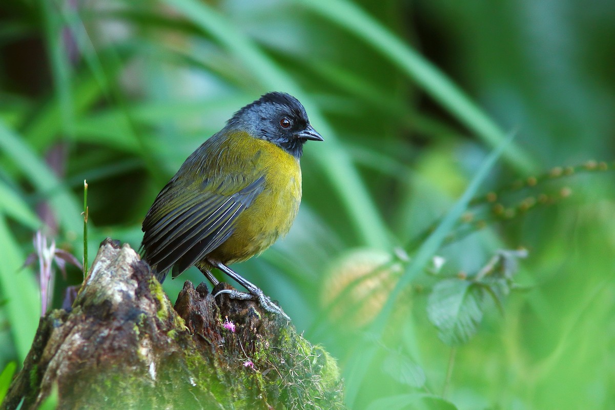 Large-footed Finch - ML620466844