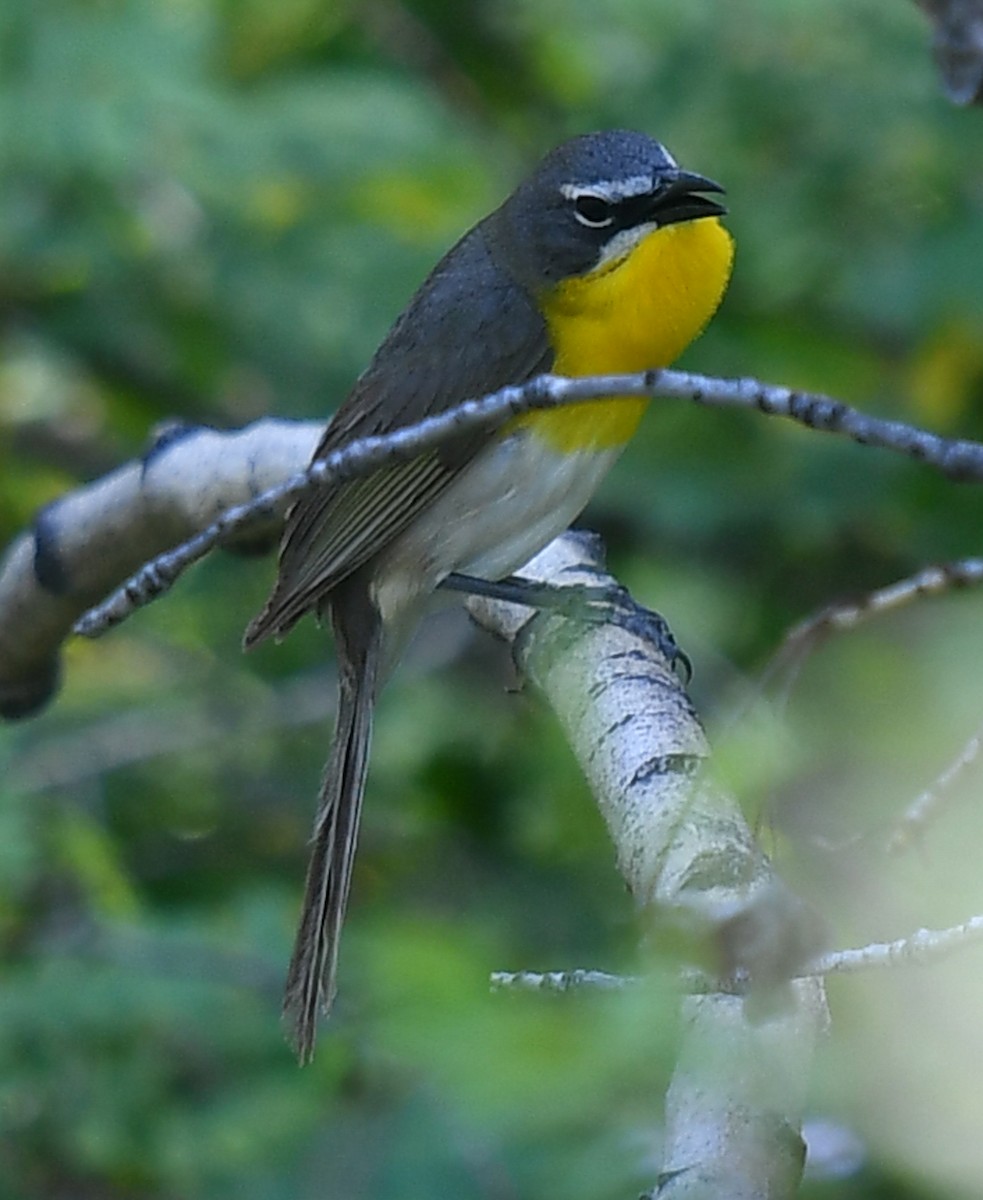 Yellow-breasted Chat - ML620466845