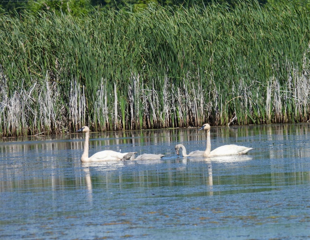 Trumpeter Swan - ML620466854