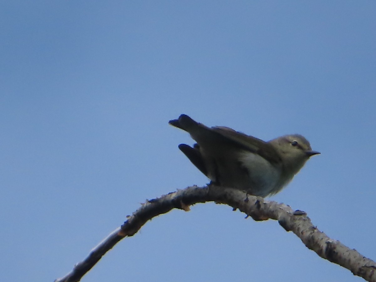 Orange-crowned Warbler - ML620466856