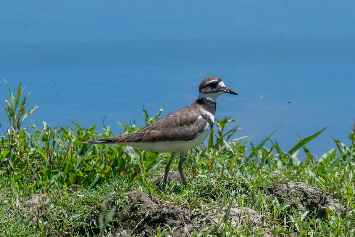 Killdeer - ML620466864