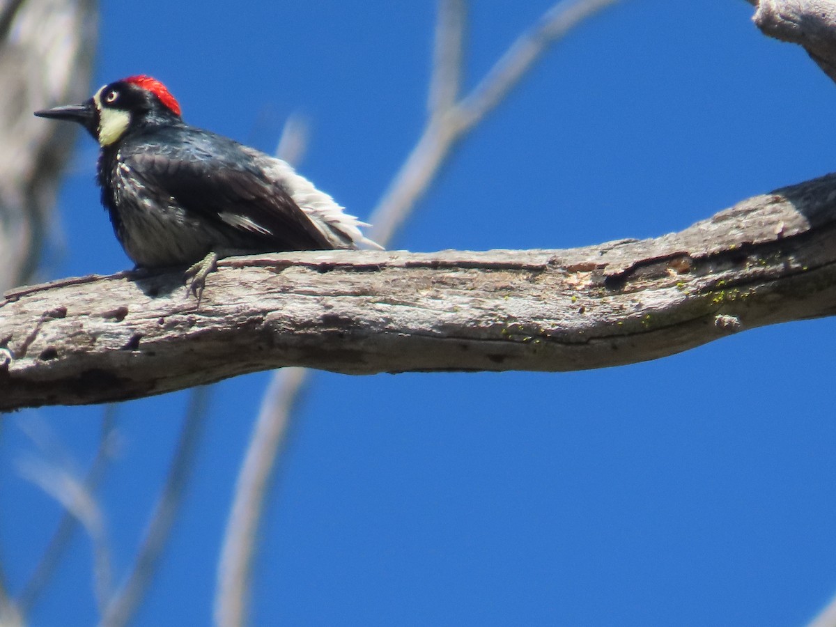 Acorn Woodpecker - ML620466870