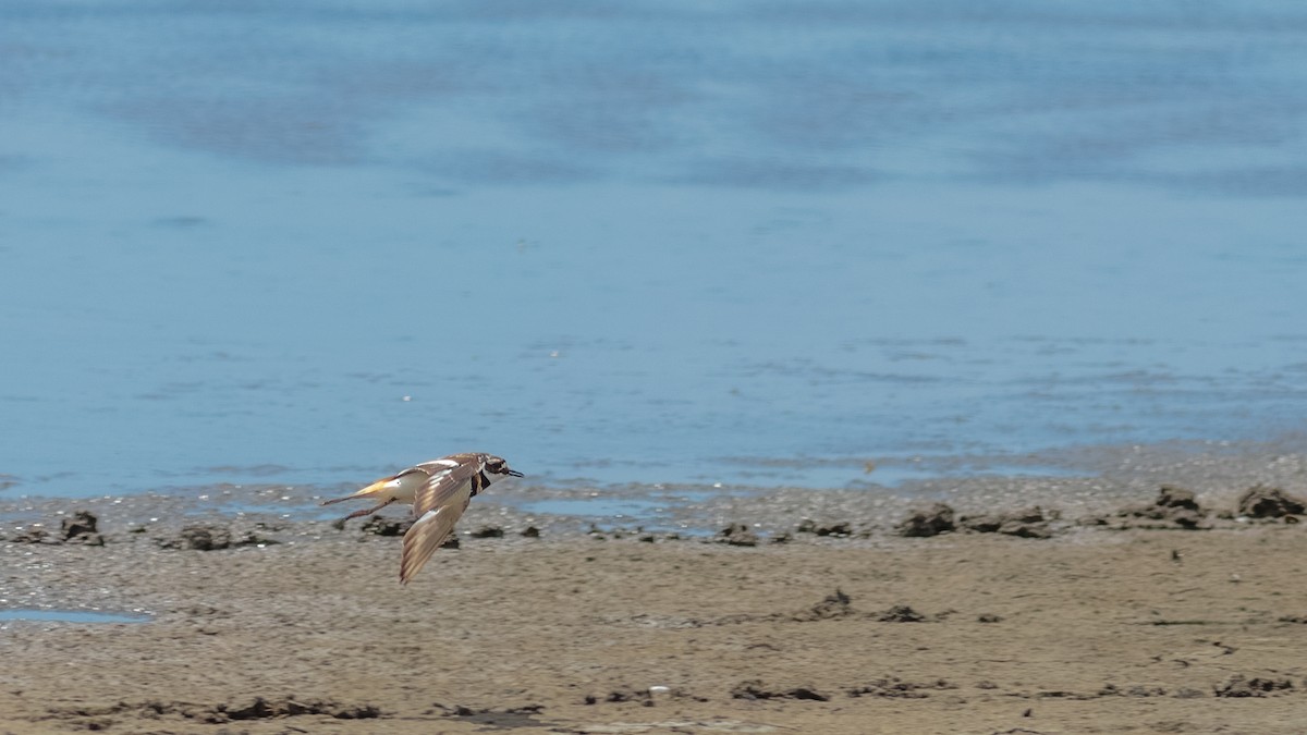 Killdeer - Todd Kiraly