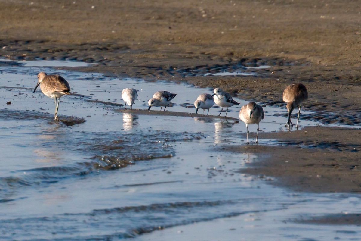 Bécasseau sanderling - ML620466877