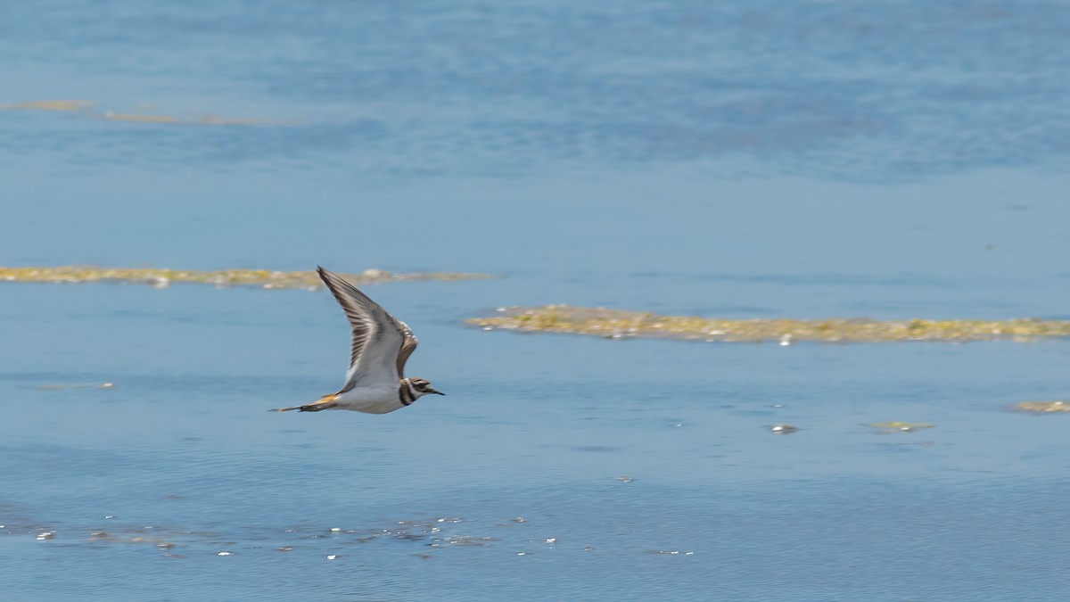 Killdeer - ML620466878