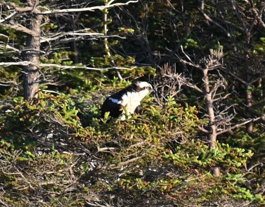 Balbuzard pêcheur - ML620466882