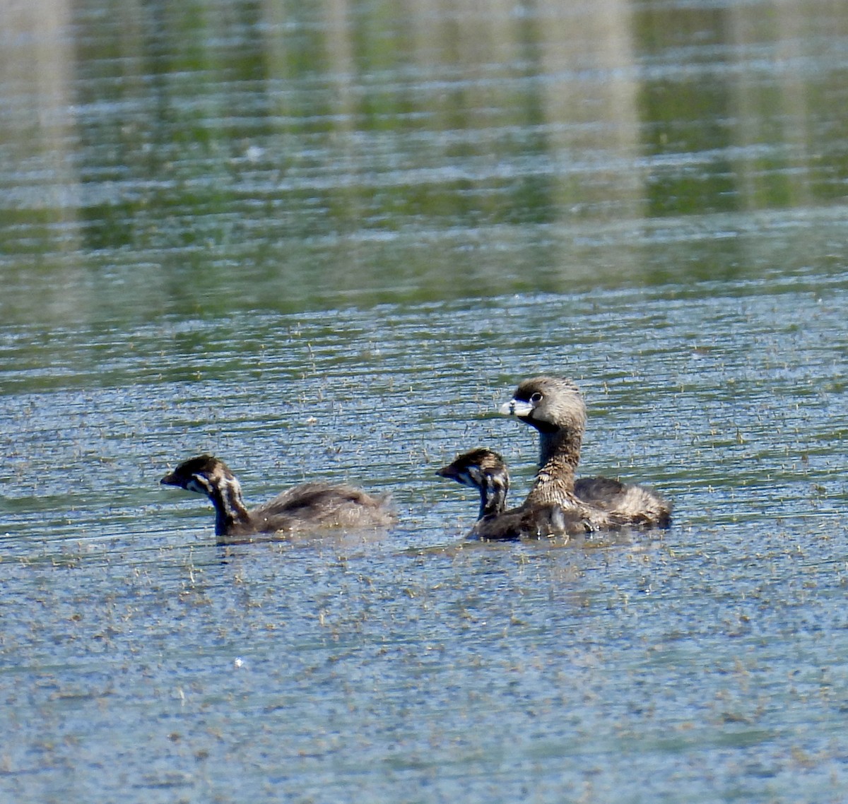 Pied-billed Grebe - ML620466883