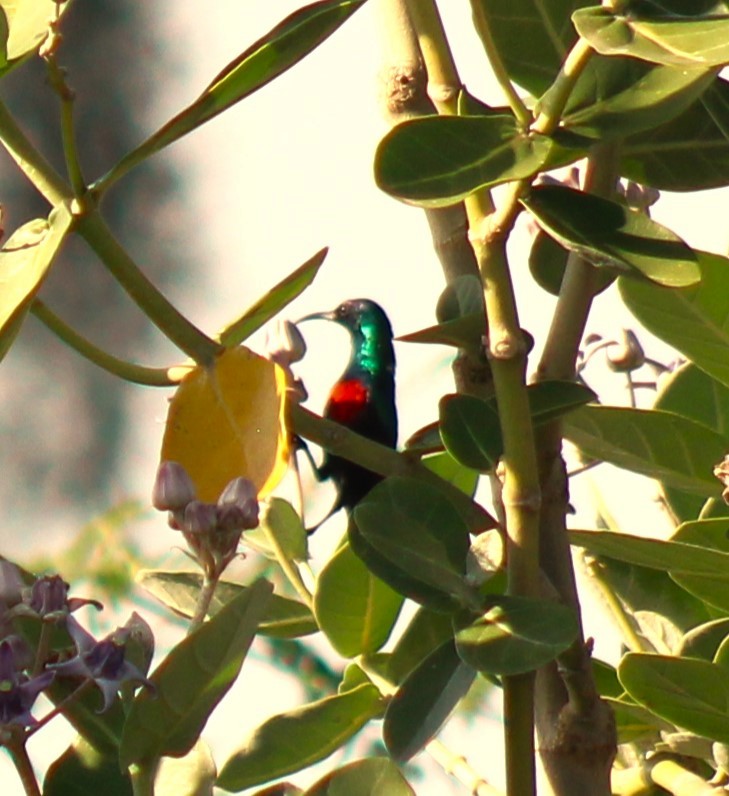 Shining Sunbird - ML620466884