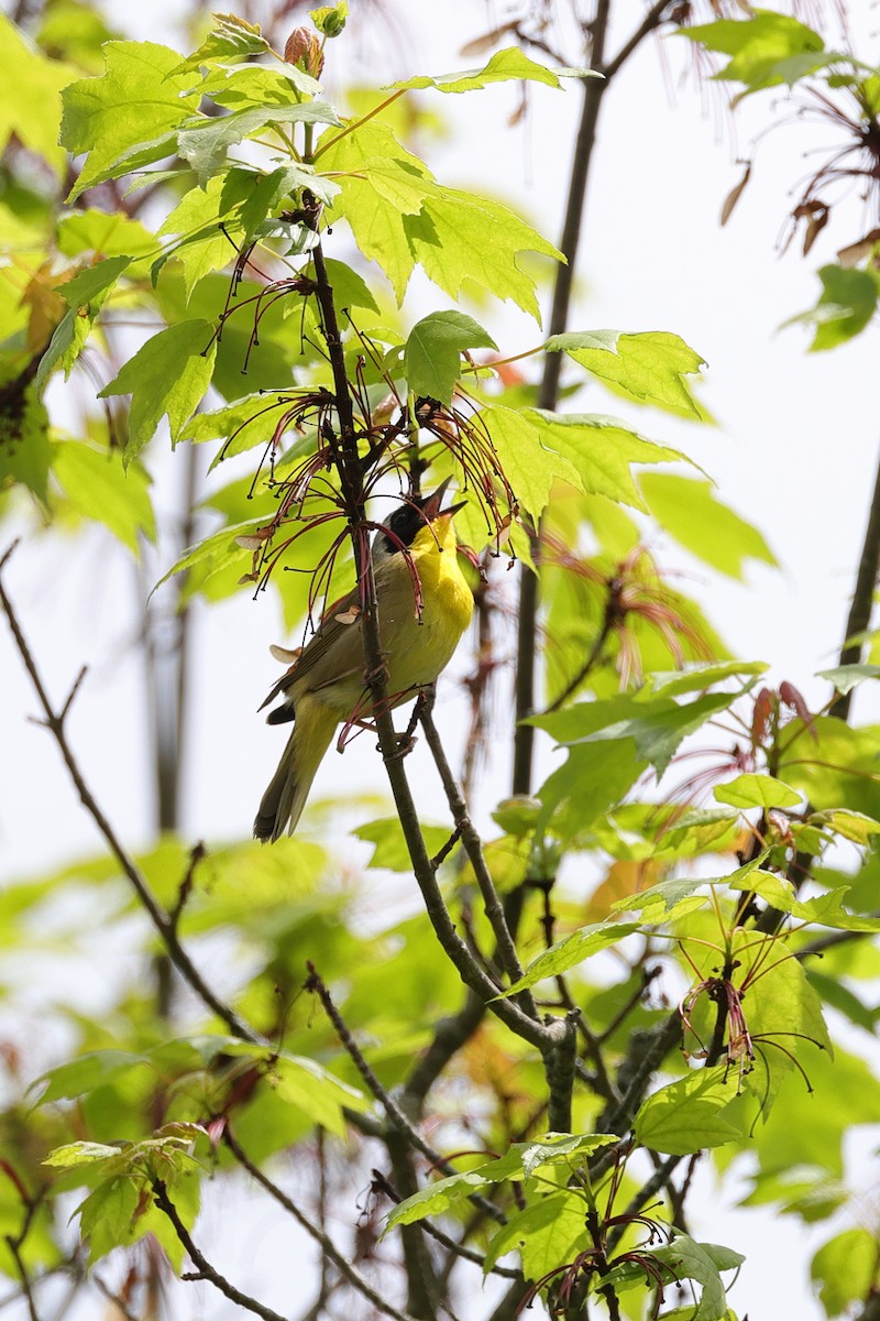 Common Yellowthroat - Andrew Mackie