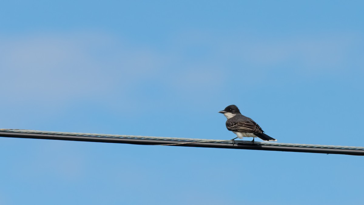 Eastern Kingbird - ML620466891