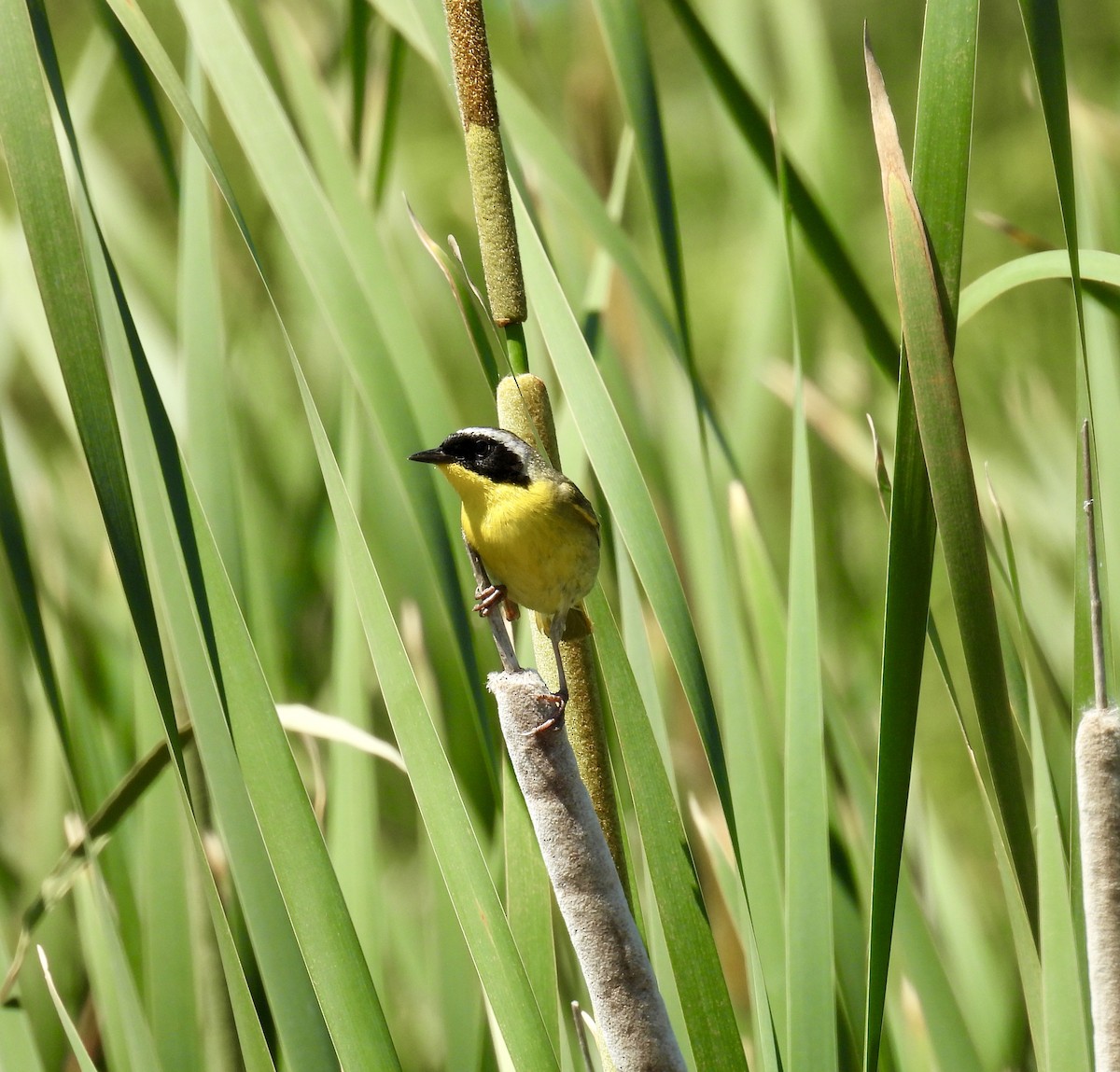 Weidengelbkehlchen - ML620466893