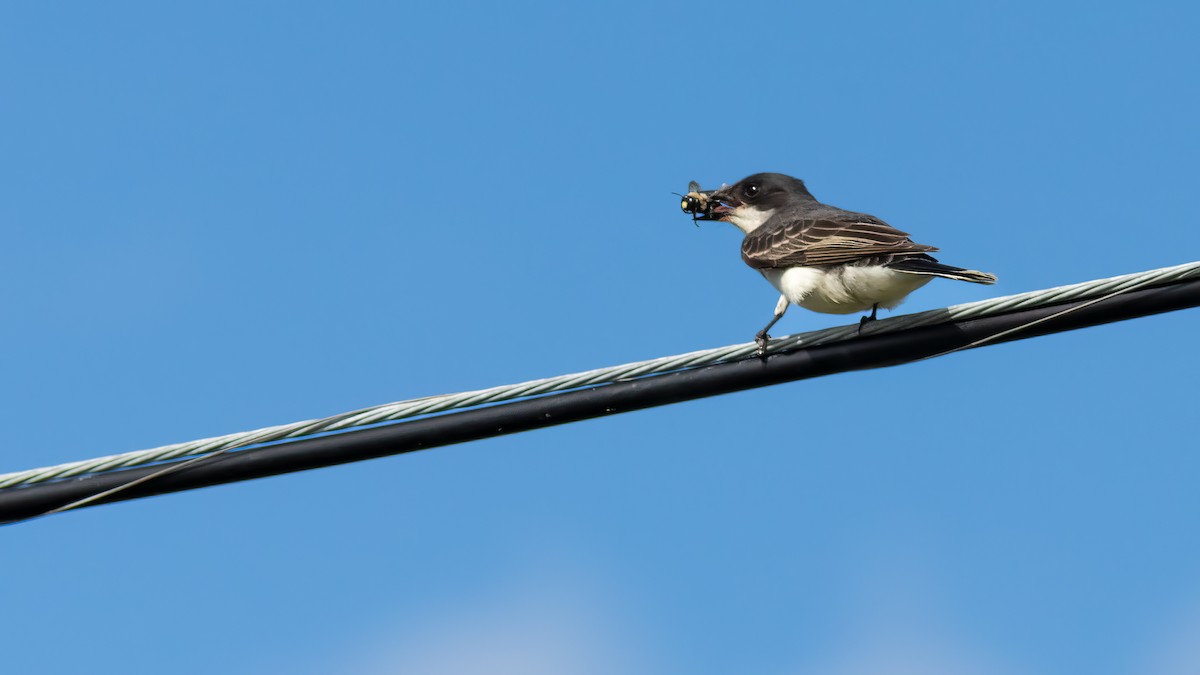 Eastern Kingbird - ML620466895