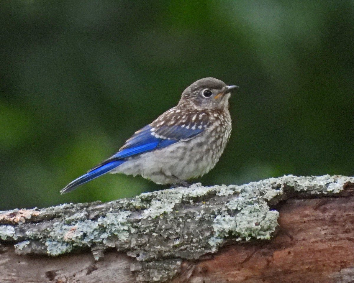 Eastern Bluebird - ML620466896