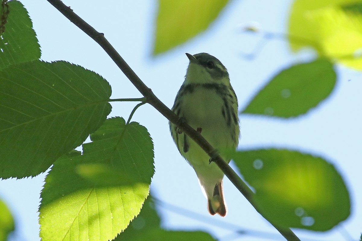 Cerulean Warbler - ML620466897